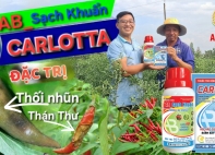 💥💥💥BỘ ĐÔI GIẢI PHÁP AB_SẠCH KHUẨN + CARLOTTA - BẢO VỆ TOÀN DIỆN RAU MÀU, CÂY ĂN TRÁI!!!