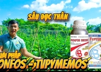 🔥🔥🔥BỘ GIẢI PHÁP RONFOS + TVPYMEMOS - DIỆT SẠCH SÂU ĐỤC, BẢO VỆ MÙA MÀNG!!!