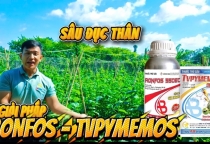 🔥🔥🔥BỘ GIẢI PHÁP RONFOS + TVPYMEMOS - DIỆT SẠCH SÂU ĐỤC, BẢO VỆ MÙA MÀNG!!!