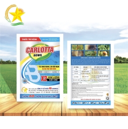 Carlotta 80WG